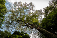 Jelawi Tree