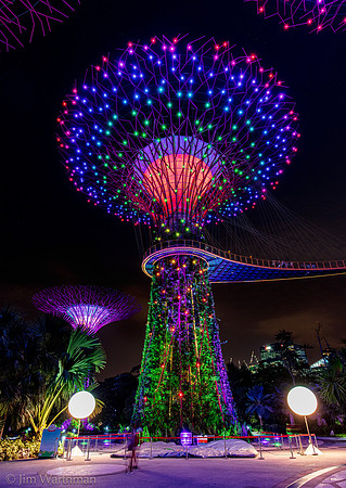 Super Tree