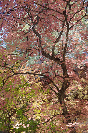 Fall Colors, West Fork of Oak Creek