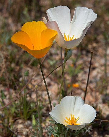 Poppies, near Lake Pleasant, Peoria