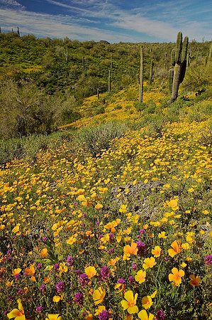 Spring Wildflowers, near Lake Pleasant, Peoria