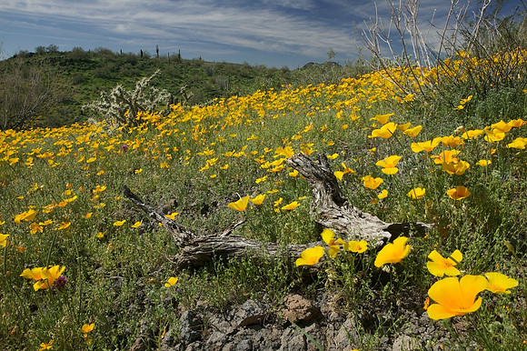Poppies, near Lake Pleasant, Peoria