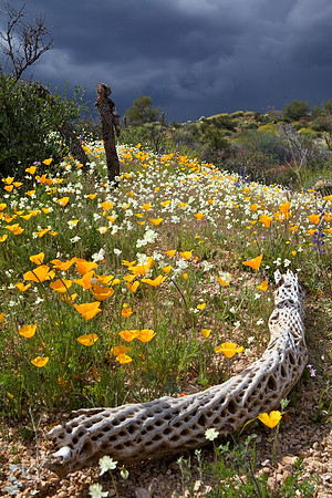 Spring Wildflowers, Bartlett Lake
