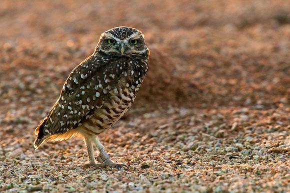 Burrowing Owl, Gilbert