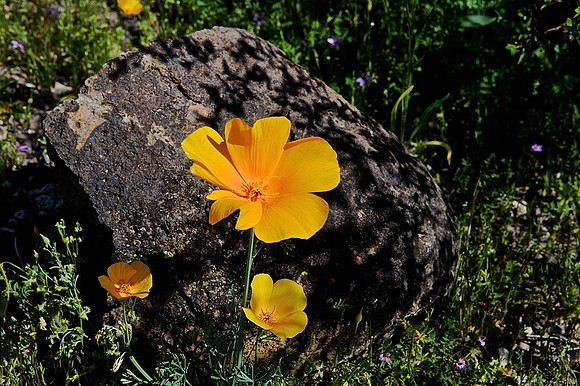 Poppies, near Lake Pleasant, Peoria