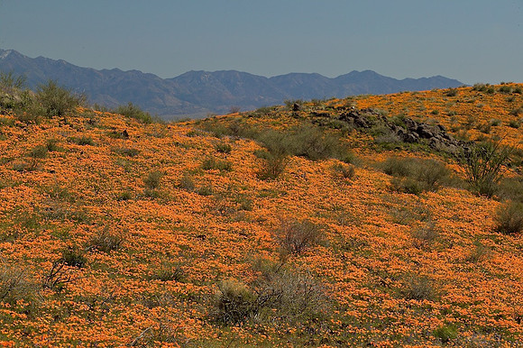 Poppies, San Carlos Apache Nation
