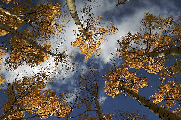 Aspens near Lockett Meadow