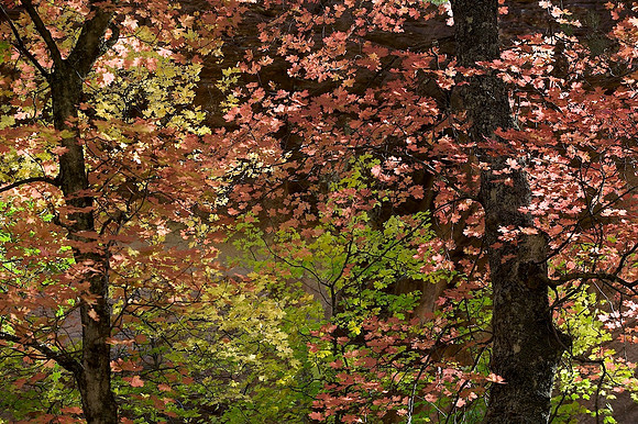 Fall Colors, West Fork of Oak Creek